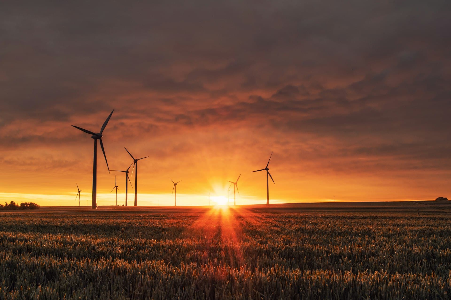 Wind turbines over a grain field at sunset